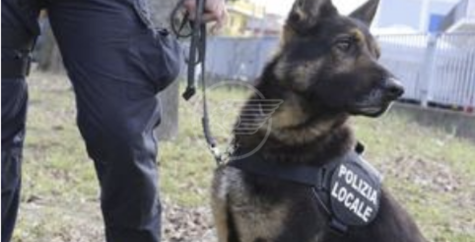 Beccato con 24 grammi di "coca"addosso. Nel freezer anzichè le salsicce ci teneva la marijuana. Arrestato dalla Polizia Locale Beccato con 24 grammi di "coca"addosso. Nel freezer anzichè le salsicce ci teneva la marijuana. Arrestato dalla Polizia Locale