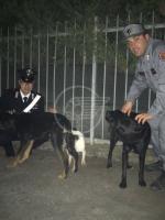 Tre cani lasciati senza cibo per venti giorni scoperti dai carabinieri. Erano registrati all'anagrafe canina di Massa Lombarda Tre cani lasciati senza cibo per venti giorni scoperti dai carabinieri. Erano registrati all'anagrafe canina di Massa Lombarda