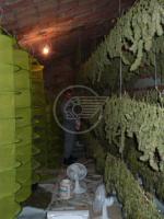 La cannabis si coltiva in collina: maxisequestro dei carabinieri a Covignano e due arresti La cannabis si coltiva in collina: maxisequestro dei carabinieri a Covignano e due arresti