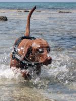 Bagni al mare anche per i cani Bagni al mare anche per i cani