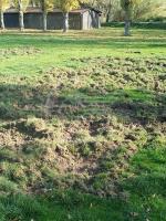 Cinghiali nel parco giochi dei bimbi Cinghiali nel parco giochi dei bimbi