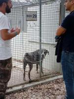 I responsabili del canile comunale “Cerni” scossi per l’episodio del lupo ucciso. Ogni anno una decina le denunce presentate per maltrattamenti degli animali I responsabili del canile comunale “Cerni” scossi per l’episodio del lupo ucciso. Ogni anno una decina le denunce presentate per maltrattamenti degli animali