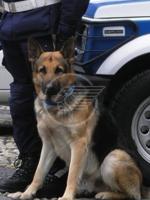 Un agente in più per la Municipale: il cane Un agente in più per la Municipale: il cane