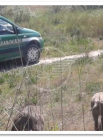Turista Illeso dopo lo schianto in auto con un cinghiale Turista Illeso dopo lo schianto in auto con un cinghiale