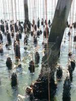 Petizione della Fabbri a difesa del mare Petizione della Fabbri a difesa del mare