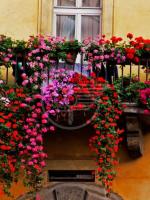 Balconi Fioriti alla Blu Nautilus fino al 2020 Balconi Fioriti alla Blu Nautilus fino al 2020