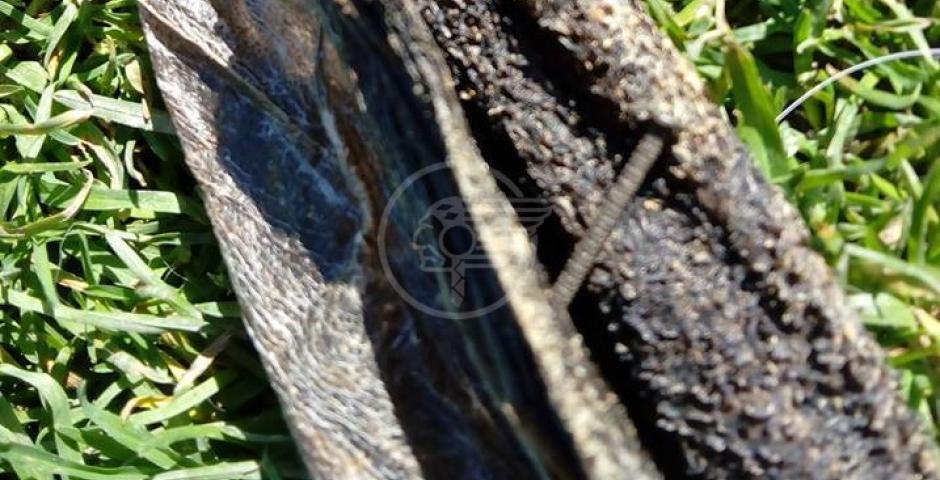 A Poggio Berni bocconi con chiodi per i cani A Poggio Berni bocconi con chiodi per i cani