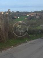 Alberi pericolosi, la cittadinanza risponde Alberi pericolosi, la cittadinanza risponde