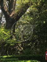 Una quercia piantata dai Malatesta a Covignano Una quercia piantata dai Malatesta a Covignano