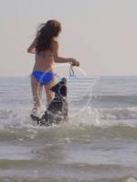 Cani al mare, multe di 200 euro ai proprietari Cani al mare, multe di 200 euro ai proprietari