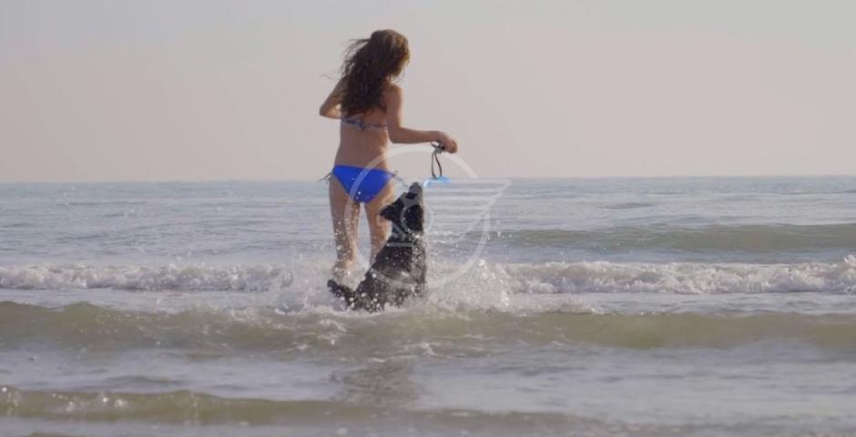 Cani al mare, multe di 200 euro ai proprietari Cani al mare, multe di 200 euro ai proprietari