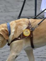 Ricorso anti multa per non aver ospitato il cane della cieca Ricorso anti multa per non aver ospitato il cane della cieca
