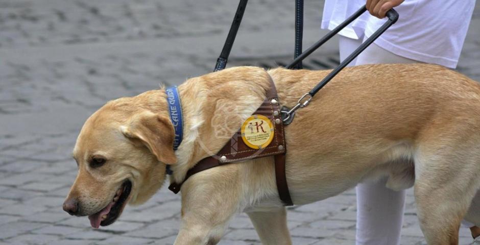 Ricorso anti multa per non aver ospitato il cane della cieca Ricorso anti multa per non aver ospitato il cane della cieca
