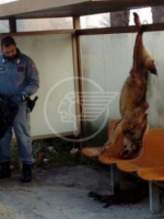 Lupo appeso a Coriano, ora ci sono due denunce Lupo appeso a Coriano, ora ci sono due denunce