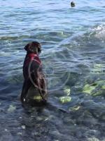Bagni al mare possibili per cani e padroni: le regole Bagni al mare possibili per cani e padroni: le regole