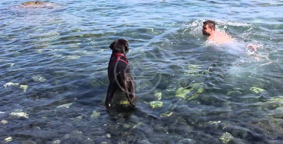 Bagni al mare possibili per cani e padroni: le regole Bagni al mare possibili per cani e padroni: le regole