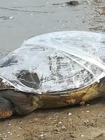 Tartaruga spiaggiata, la plastica forse l'hanno messa dopo Tartaruga spiaggiata, la plastica forse l'hanno messa dopo