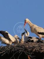 Al parco Oltremare sono nati 5 piccoli di cicogna Al parco Oltremare sono nati 5 piccoli di cicogna