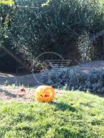 La zucca di Halloween incanta i wallaby di Oltremare La zucca di Halloween incanta i wallaby di Oltremare