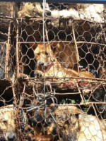 La iena riminese Giulia Innocenzi in Cina al Festival di Yulin La iena riminese Giulia Innocenzi in Cina al Festival di Yulin