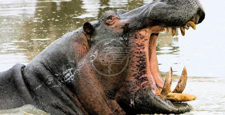 NON C’È STATO SCAMPO IN KENIA PER UN ITALIANO AGGREDITO DA UN IPPOPOTAMO   NON C’È STATO SCAMPO IN KENIA PER UN ITALIANO AGGREDITO DA UN IPPOPOTAMO