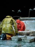 Vallì Cipriani (Lega): "Le istanze dei pescatori devono arrivare a Bruxelles" Vallì Cipriani (Lega): "Le istanze dei pescatori devono arrivare a Bruxelles"