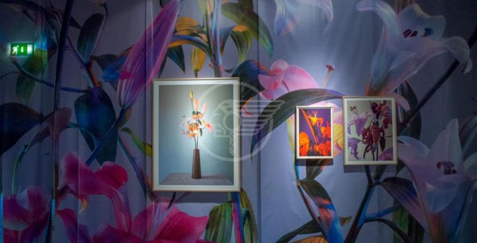 Photosynthesis Experience resta fino al 3 novembre Photosynthesis Experience resta fino al 3 novembre