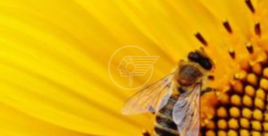 Le api stanno morendo, una tragedia per l'umanita' Le api stanno morendo, una tragedia per l'umanita'