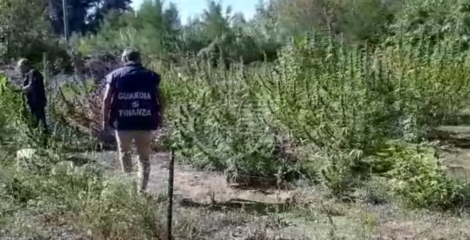 La Finanza scova una piantagione di cannabis: un arresto La Finanza scova una piantagione di cannabis: un arresto