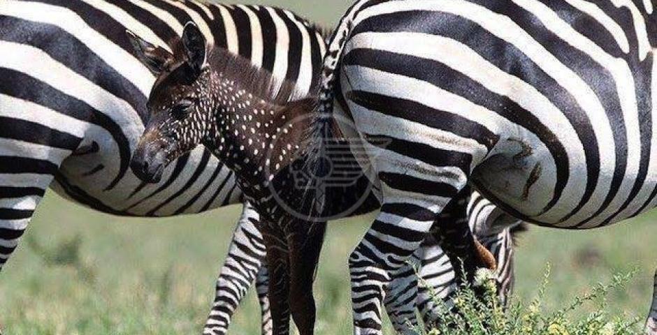 Tira, la zebra a pois che mette i puntini sulle “i” Tira, la zebra a pois che mette i puntini sulle “i”