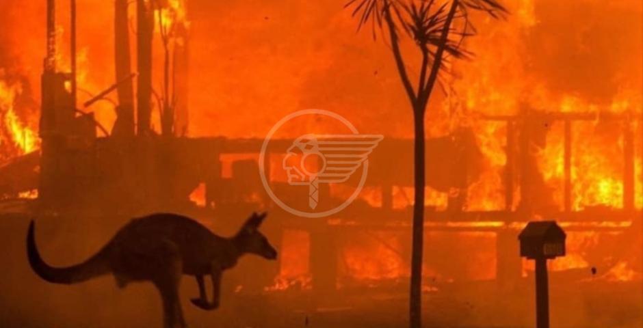 Il fuoco in Australia. Nessun idillio, solo tanta disperazione Il fuoco in Australia. Nessun idillio, solo tanta disperazione