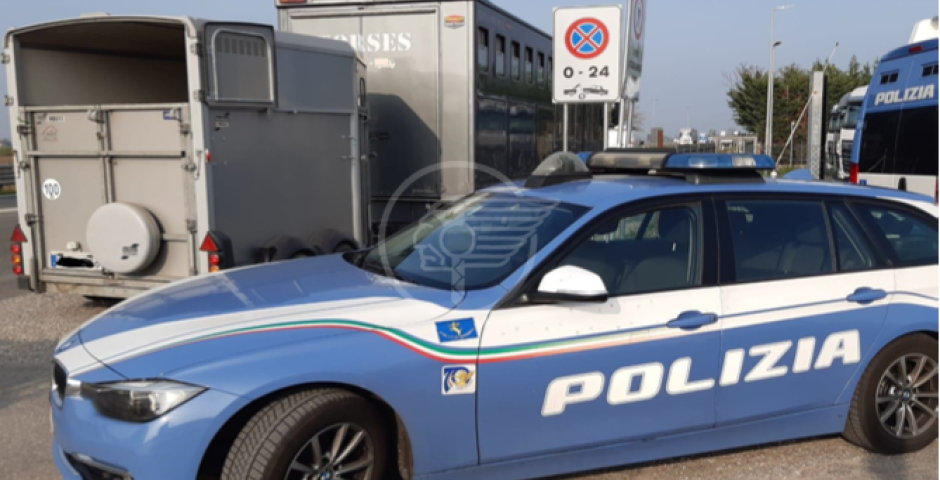Trasportava 3 pony senza autorizzazione, sanzioni salate e addio patente Trasportava 3 pony senza autorizzazione, sanzioni salate e addio patente