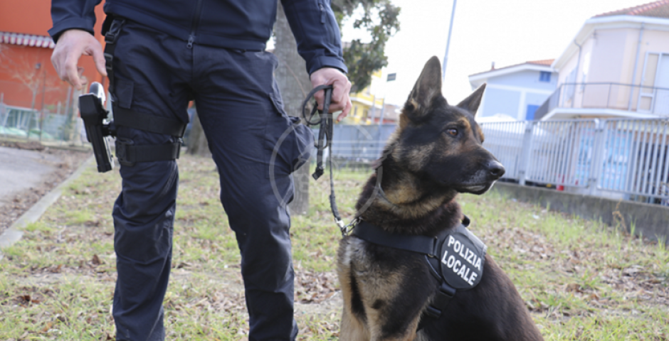 Jago scova la marijuana al parco, la Polizia locale un rider senza assicurazione Jago scova la marijuana al parco, la Polizia locale un rider senza assicurazione