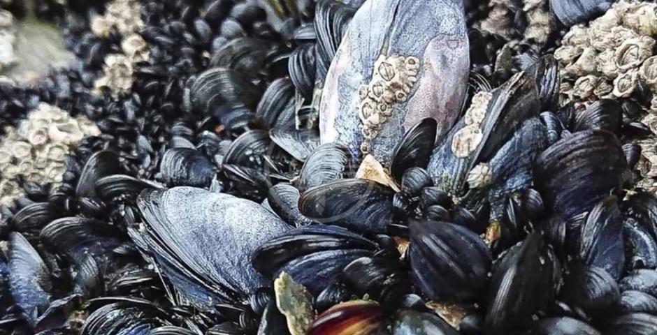 MOLTA PLASTICA IN UN PIATTO DI COZZE MOLTA PLASTICA IN UN PIATTO DI COZZE