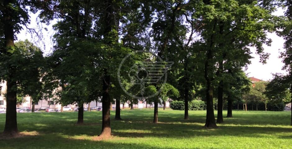 Saranno più di 10mila gli alberi piantumati tra fine 2020 e inizio 2022 Saranno più di 10mila gli alberi piantumati tra fine 2020 e inizio 2022
