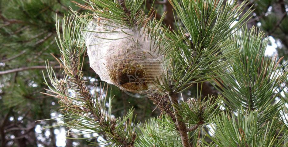Processionaria, al via i trattamenti su pini e cedri Processionaria, al via i trattamenti su pini e cedri