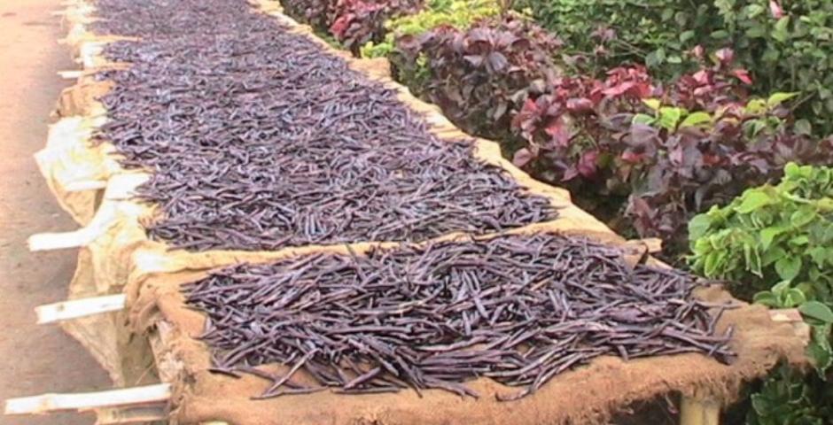 LA VANIGLIA MERAVIGLIOSA SPEZIA  LA VANIGLIA MERAVIGLIOSA SPEZIA