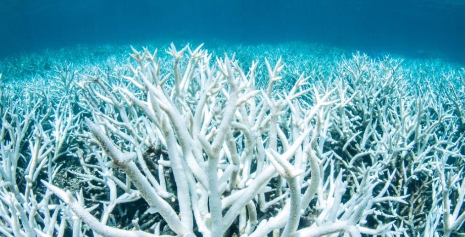 BARRIERA CORALLINA ADDIO BARRIERA CORALLINA ADDIO