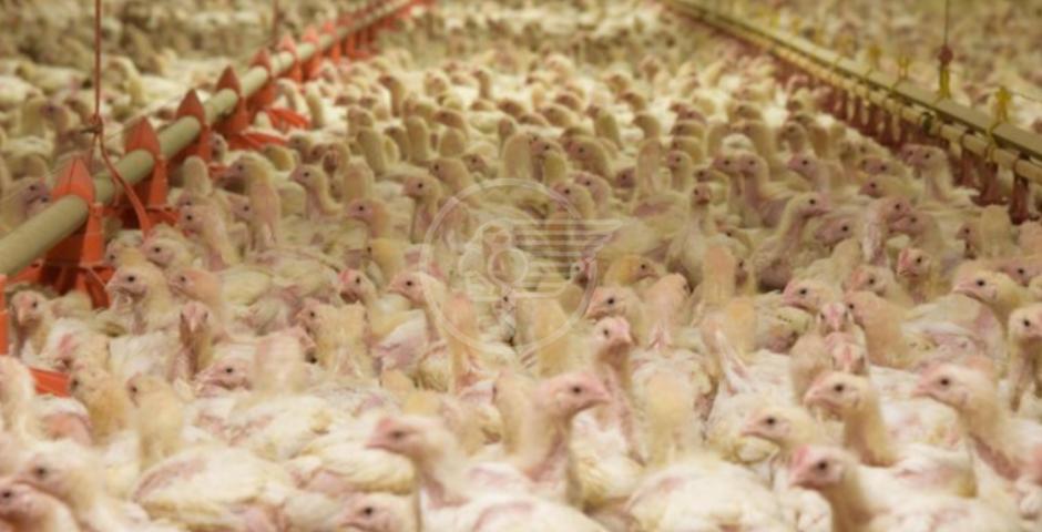 L’INCUBO DEI VIRUS TRASMESSI DAGLI ANIMALI L’INCUBO DEI VIRUS TRASMESSI DAGLI ANIMALI