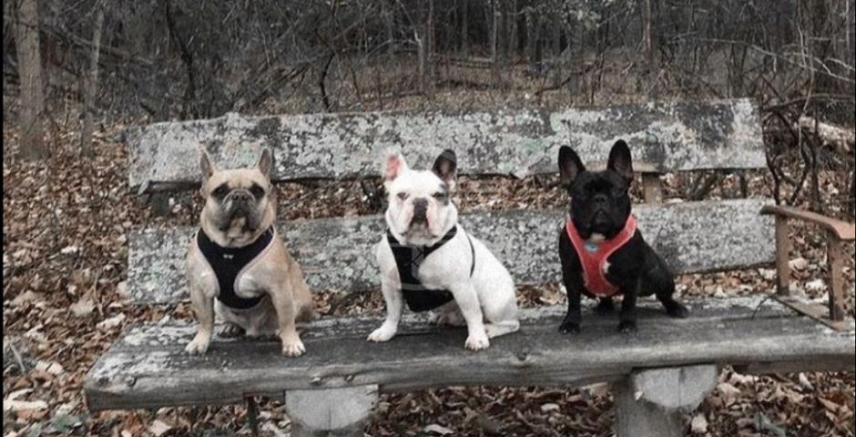 RAPITI A HOLLYWOOD I CANI DI LADY GAGA E NON È UN FILM RAPITI A HOLLYWOOD I CANI DI LADY GAGA E NON È UN FILM