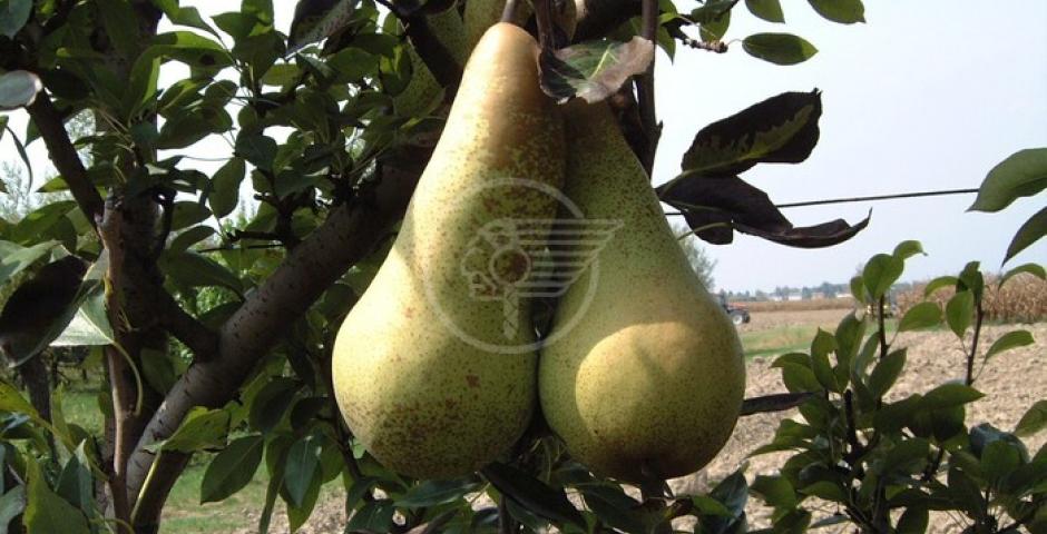 Le gelate hanno causato l'80% in meno nella produzione delle pere Le gelate hanno causato l'80% in meno nella produzione delle pere