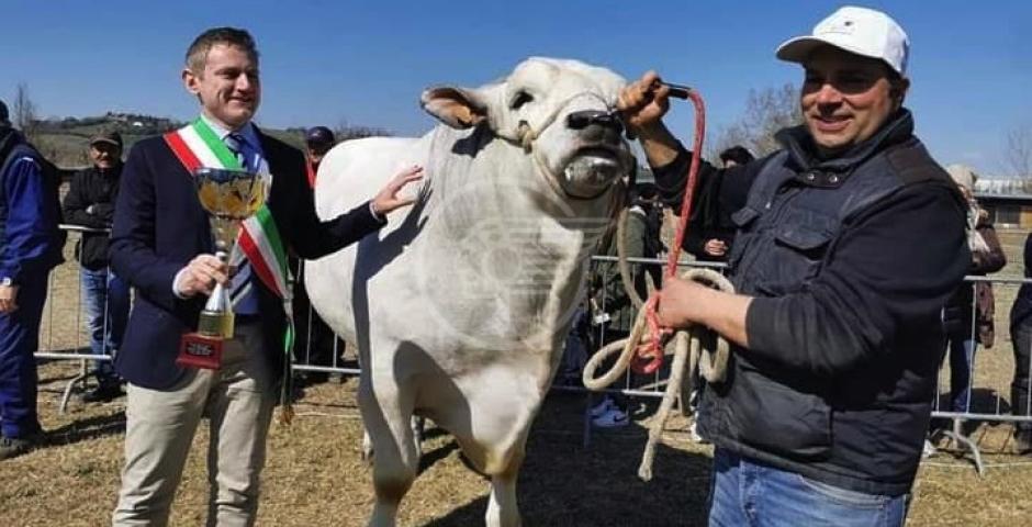 Il toro "Indovinello" primeggia fra i bovini di razza romagnola Il toro "Indovinello" primeggia fra i bovini di razza romagnola