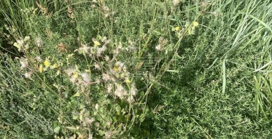 Il verde sui lungomari Nord? Eccolo qui: il fotoracconto di Mazzarino (Q5) Il verde sui lungomari Nord? Eccolo qui: il fotoracconto di Mazzarino (Q5)