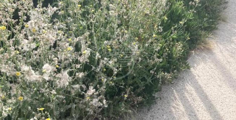 Il verde sui lungomari Nord? Eccolo qui: il fotoracconto di Mazzarino (Q5) Il verde sui lungomari Nord? Eccolo qui: il fotoracconto di Mazzarino (Q5)