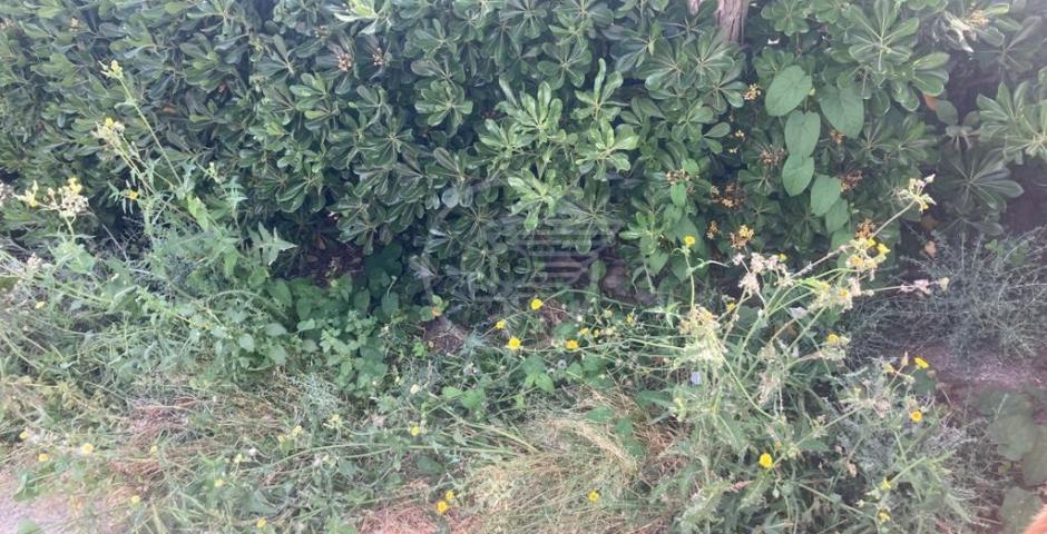 Il verde sui lungomari Nord? Eccolo qui: il fotoracconto di Mazzarino (Q5) Il verde sui lungomari Nord? Eccolo qui: il fotoracconto di Mazzarino (Q5)