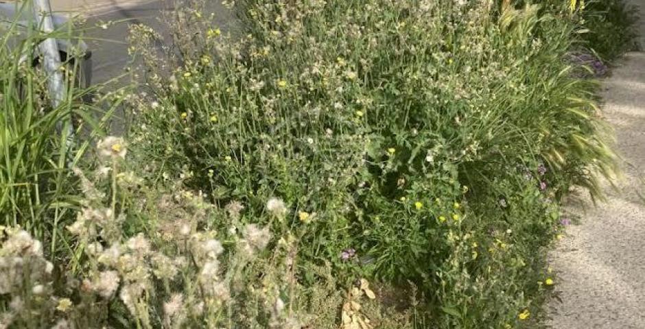 Il verde sui lungomari Nord? Eccolo qui: il fotoracconto di Mazzarino (Q5) Il verde sui lungomari Nord? Eccolo qui: il fotoracconto di Mazzarino (Q5)