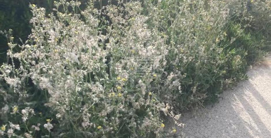 Il verde sui lungomari Nord? Eccolo qui: il fotoracconto di Mazzarino (Q5) Il verde sui lungomari Nord? Eccolo qui: il fotoracconto di Mazzarino (Q5)