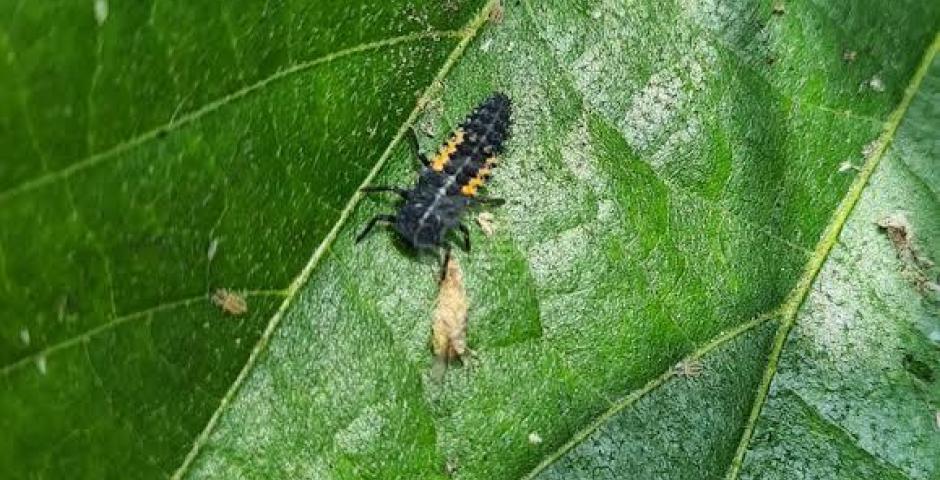 La melata appiccicosa cade dagli alberi e infastidisce La melata appiccicosa cade dagli alberi e infastidisce