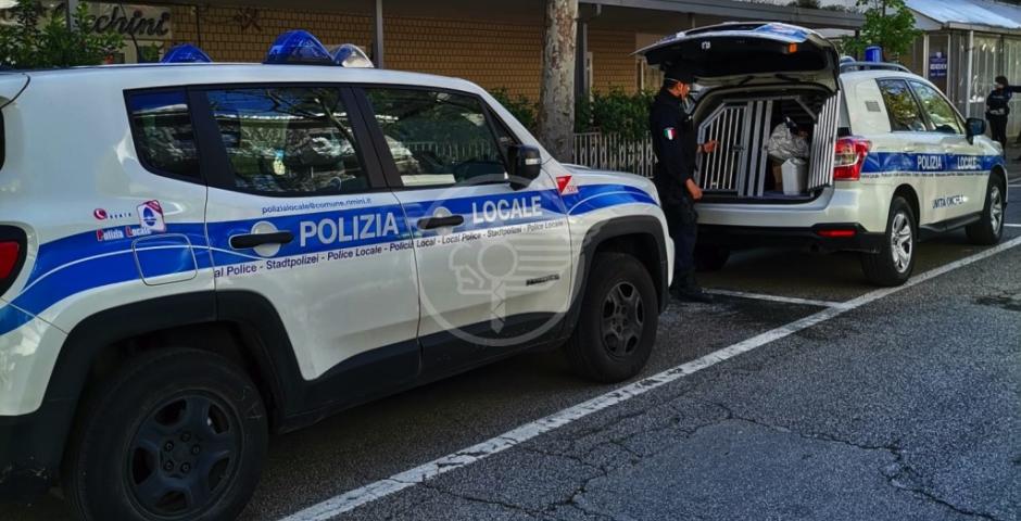 Tre minimarket vendevano alcol non in regola. Scoperta attività abusiva di ballo Tre minimarket vendevano alcol non in regola. Scoperta attività abusiva di ballo