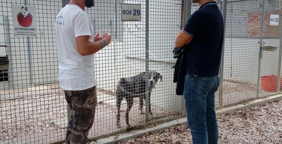"Nei canili serve un medico veterinario comportamentalista" "Nei canili serve un medico veterinario comportamentalista"